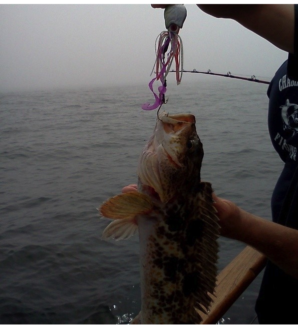 Nice ling cod on the octopus jig