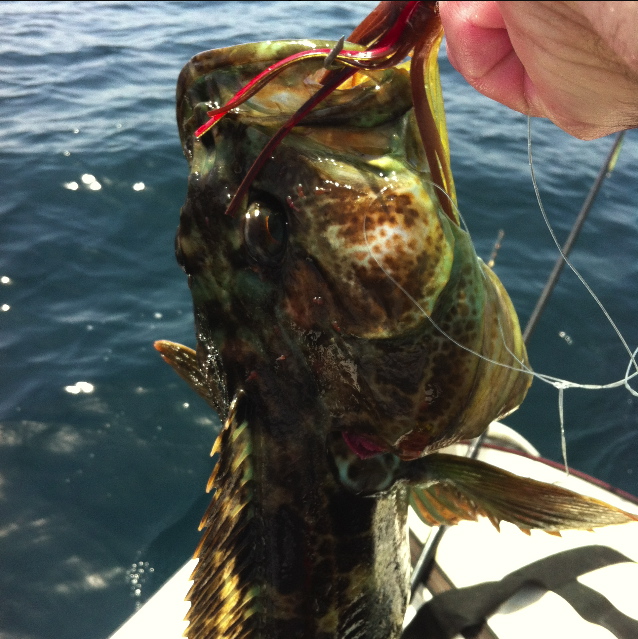 Caught this nice ling cod while fishing the new Rattling jigs